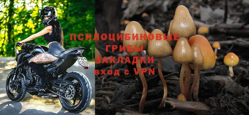 Галлюциногенные грибы Psilocybe  Рославль 